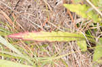 Le Conte's thistle